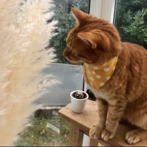 Bandana chat – Éthnique