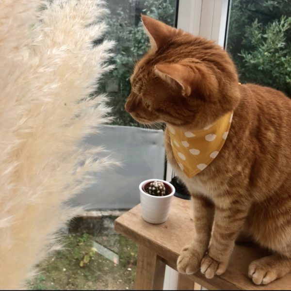 bandana-chat