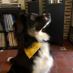 Bandana grand chien – Clan