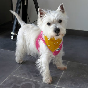 Bandana petit chien – Pois/blanc